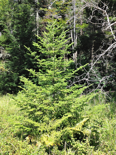30 BALSAM FIR Tree Abies Balsamea Christmas Tree Silver Pine Canadian Fir Native Evergreen Seeds